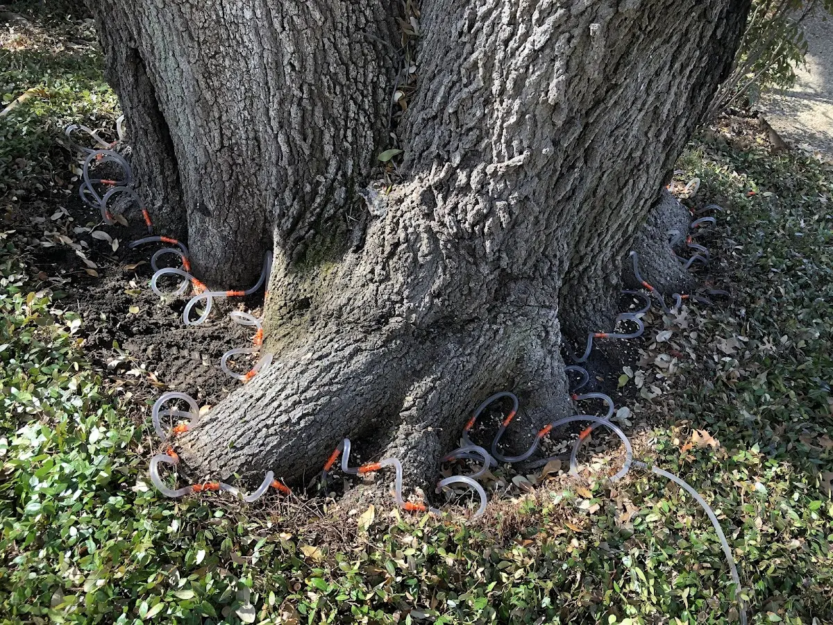 Detailed Tree Cabling and Bracing job site in Lovilia