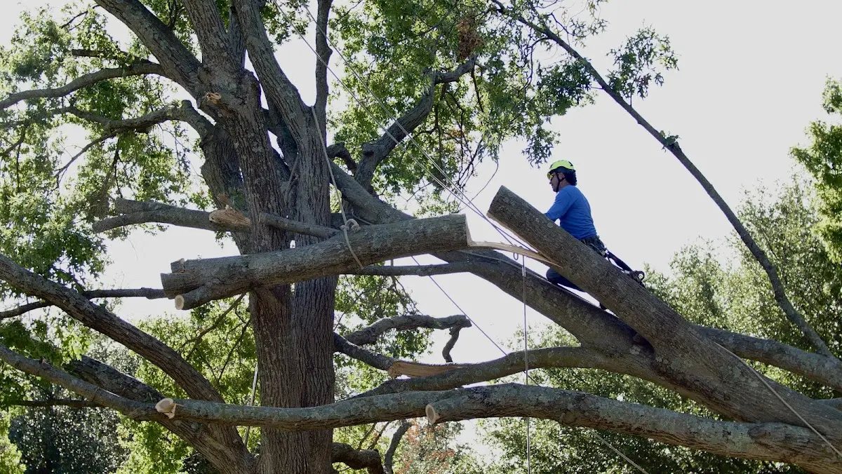 Professional Crown Thinning performed by certified arborists in Lovilia