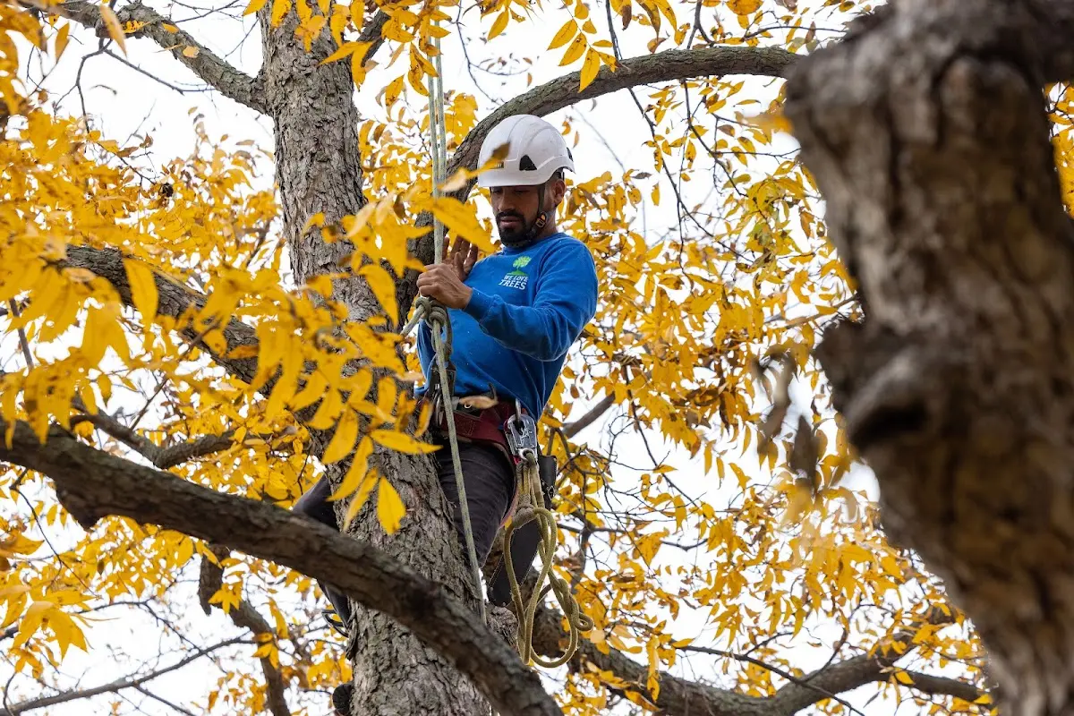 Skilled Storm Damage Cleanup crew working in Lovilia