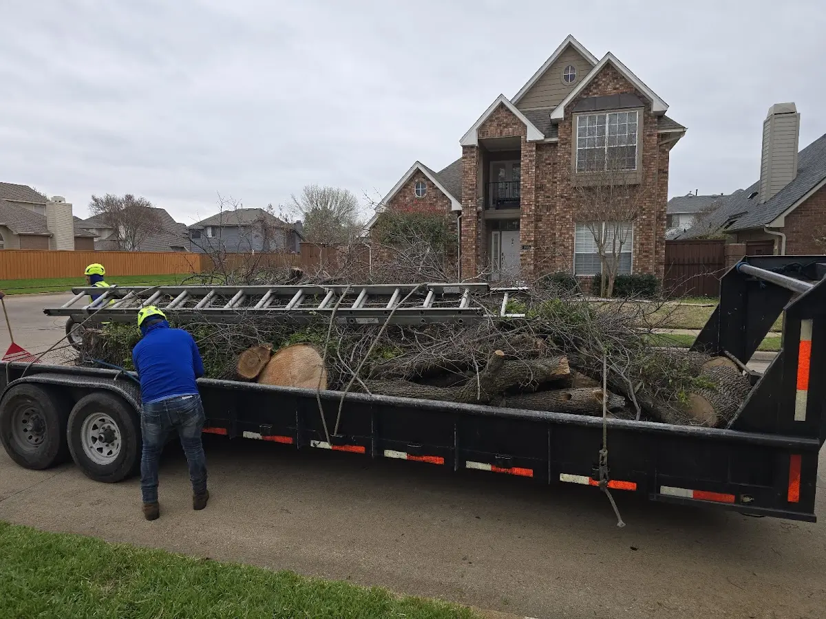 Expert Tree Removal with proper safety equipment in Lovilia